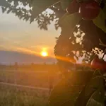 Tulipanos Vendeghaz *